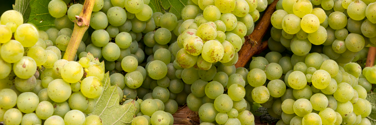 Silvaner